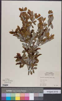 Cliftonia monophylla image