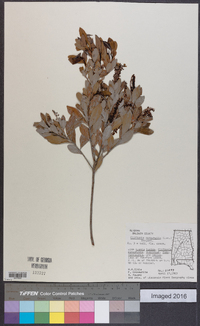 Cliftonia monophylla image