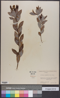 Cliftonia monophylla image