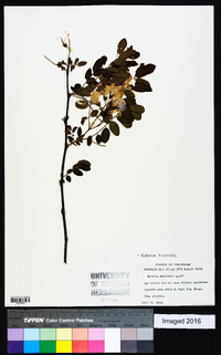 Robinia hispida image