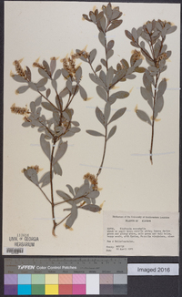 Cliftonia monophylla image