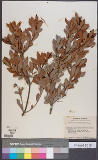 Cliftonia monophylla image