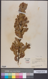 Cliftonia monophylla image