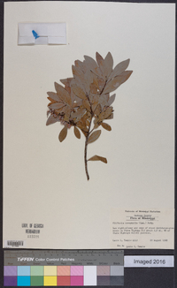 Cliftonia monophylla image