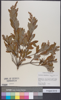 Cliftonia monophylla image