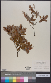 Cliftonia monophylla image