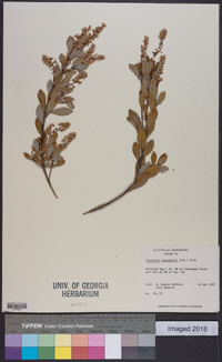 Cliftonia monophylla image