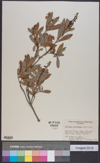 Cliftonia monophylla image