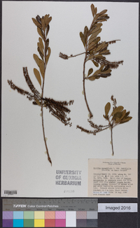 Cyrilla racemiflora image