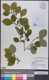 Ilex ambigua image