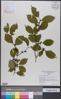 Ilex ambigua image