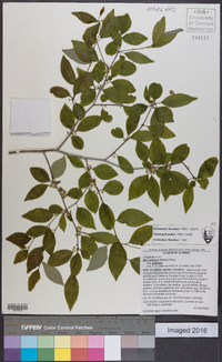 Ilex ambigua image