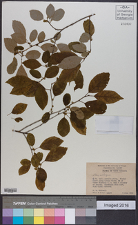 Ilex ambigua image