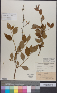 Ilex ambigua image