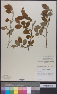 Ilex ambigua image