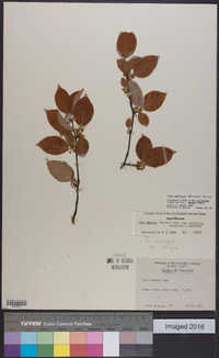 Ilex ambigua image