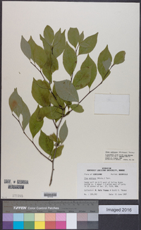 Ilex ambigua image