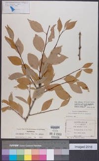 Ilex ambigua image