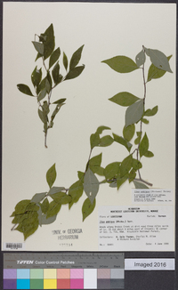 Ilex ambigua image