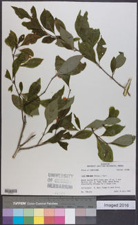 Ilex ambigua image