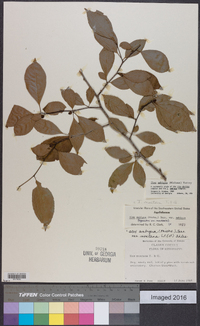 Ilex ambigua image