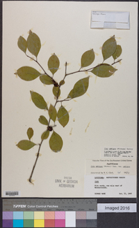 Ilex ambigua image