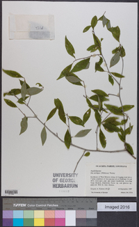 Ilex ambigua image