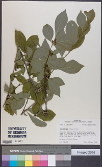 Ilex ambigua image