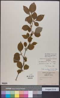 Ilex ambigua image