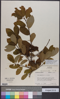 Ilex amelanchier image