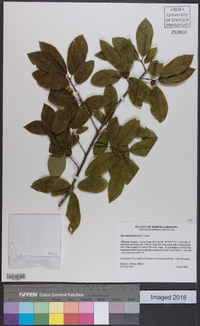 Ilex amelanchier image