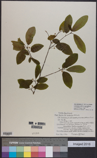 Ilex amelanchier image