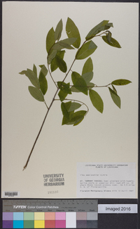 Ilex amelanchier image