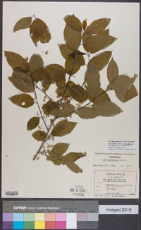 Ilex amelanchier image