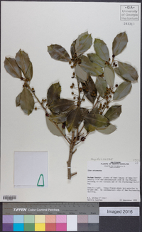 Ilex pseudoumbelliformis image