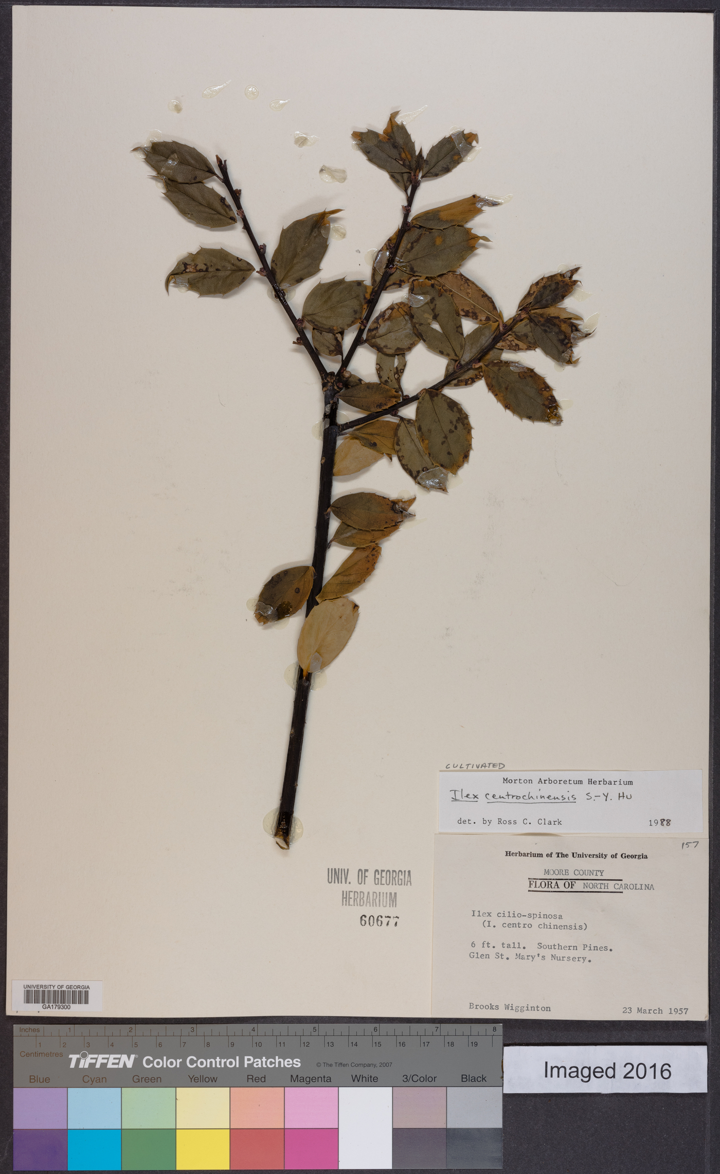 Ilex centrochinensis image