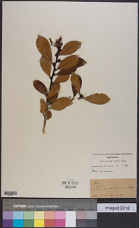 Ilex coriacea image