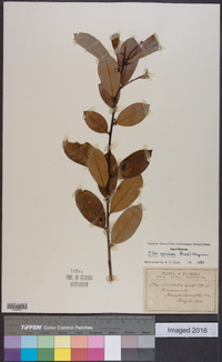 Ilex coriacea image