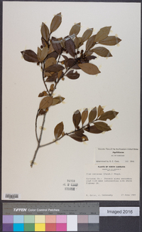 Ilex coriacea image