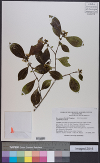 Ilex coriacea image