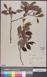 Ilex coriacea image