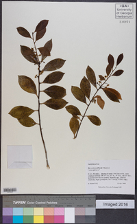 Ilex coriacea image