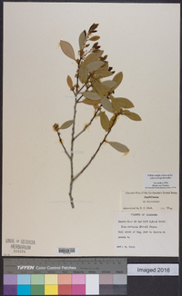 Ilex coriacea image