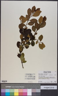 Ilex coriacea image