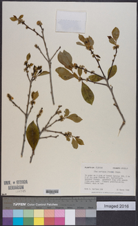 Ilex coriacea image