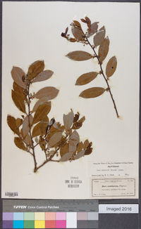 Ilex coriacea image