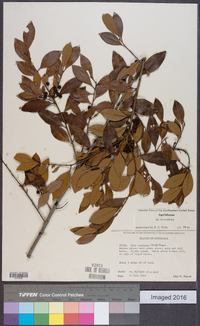 Ilex coriacea image