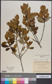 Ilex coriacea image