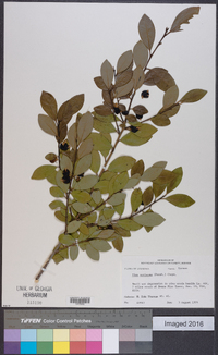 Ilex coriacea image