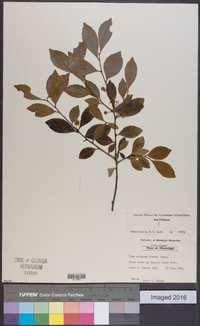 Ilex coriacea image